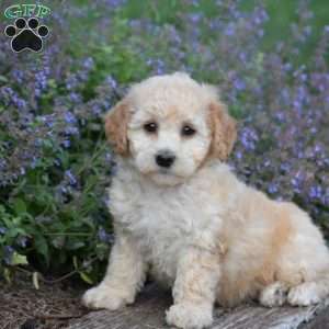 Bailey, Bich-Poo Puppy